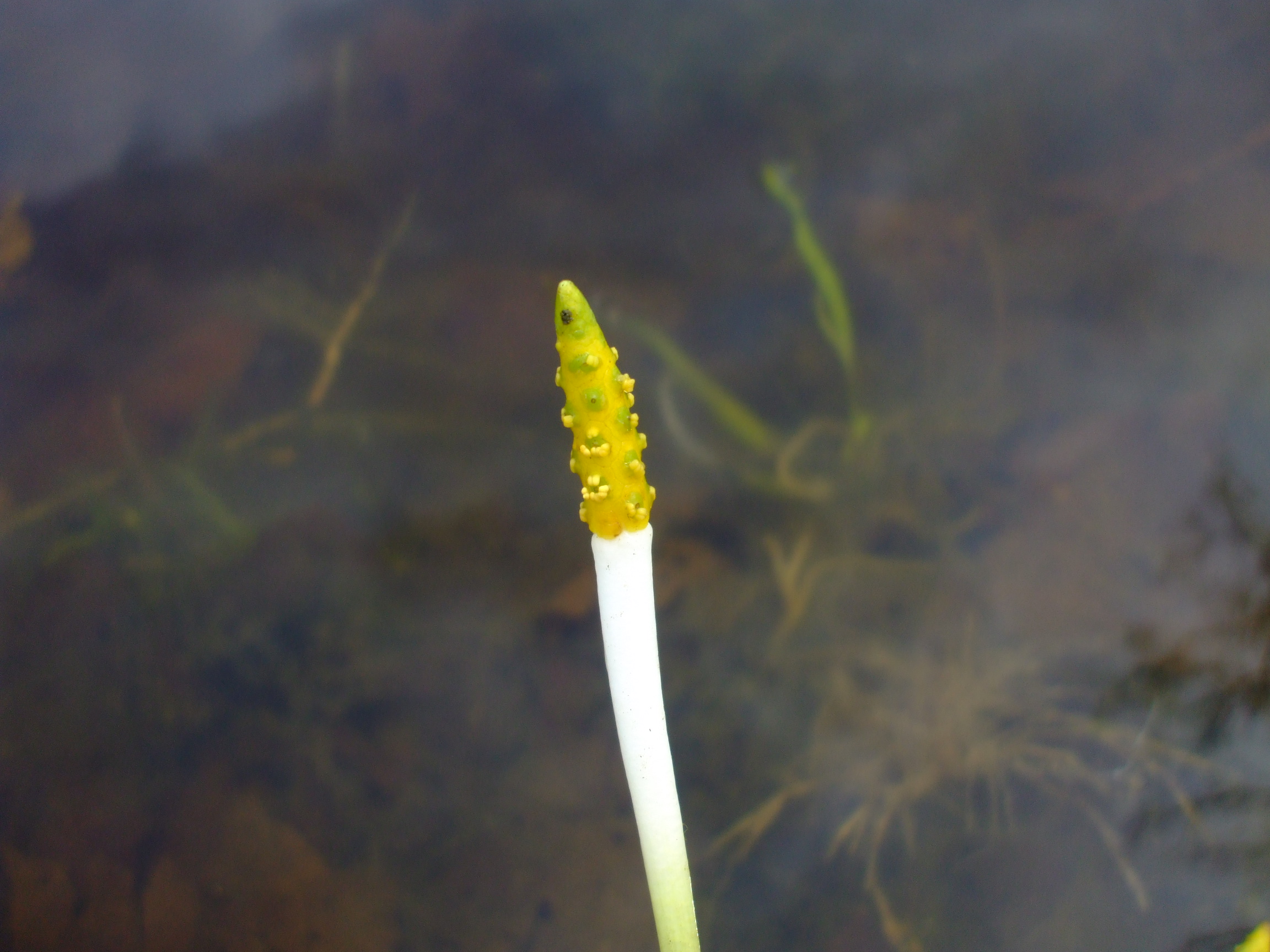Orontium aquaticum
